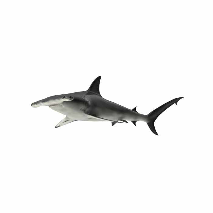 Great Hammerhead Shark