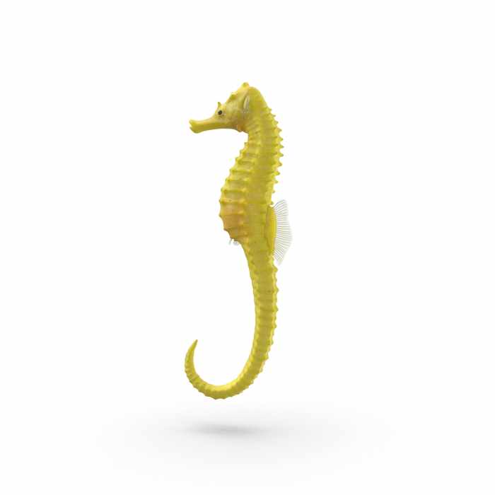 Seahorse