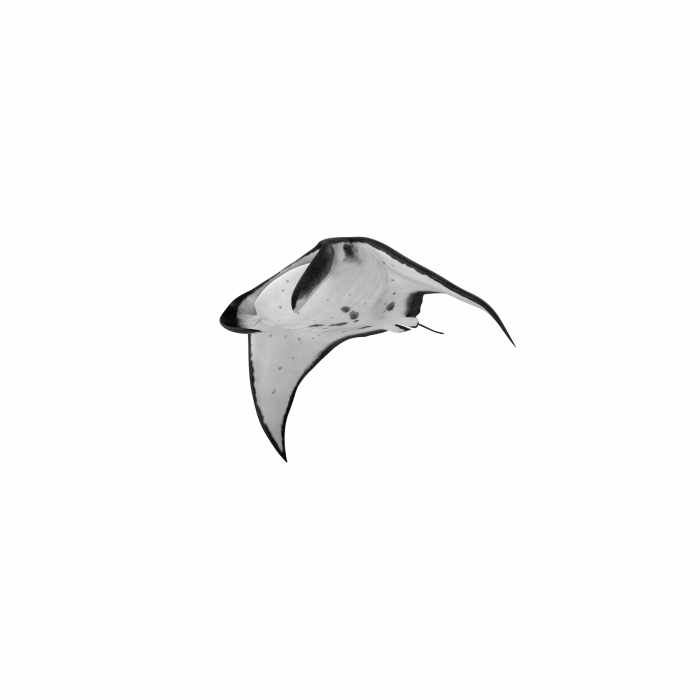 Manta Ray