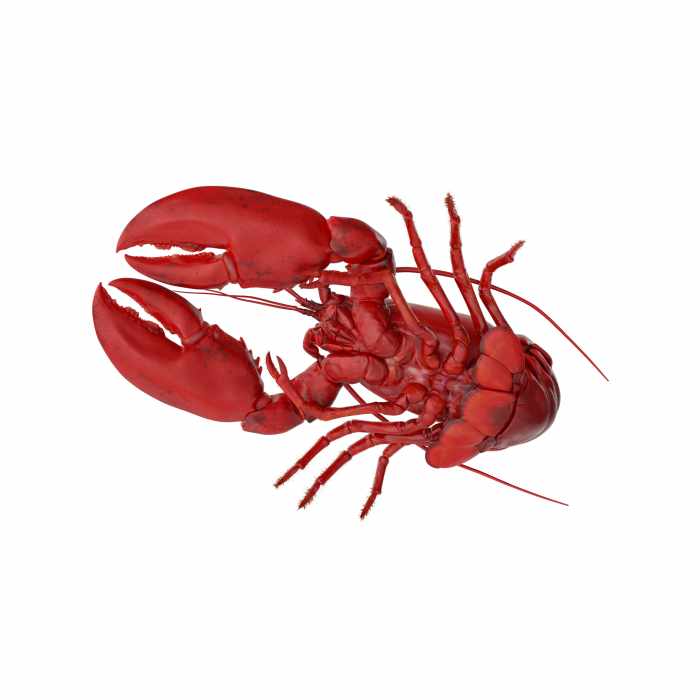 Cooked Lobster