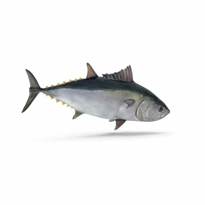 Tuna Fish