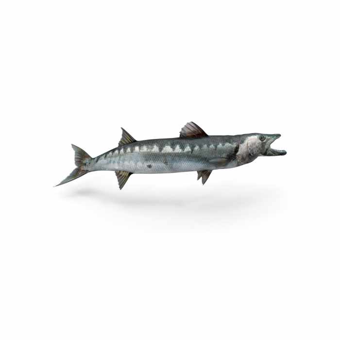 Barracuda Fish