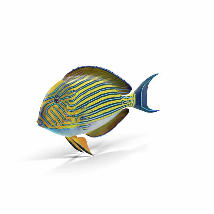 Clown Tang