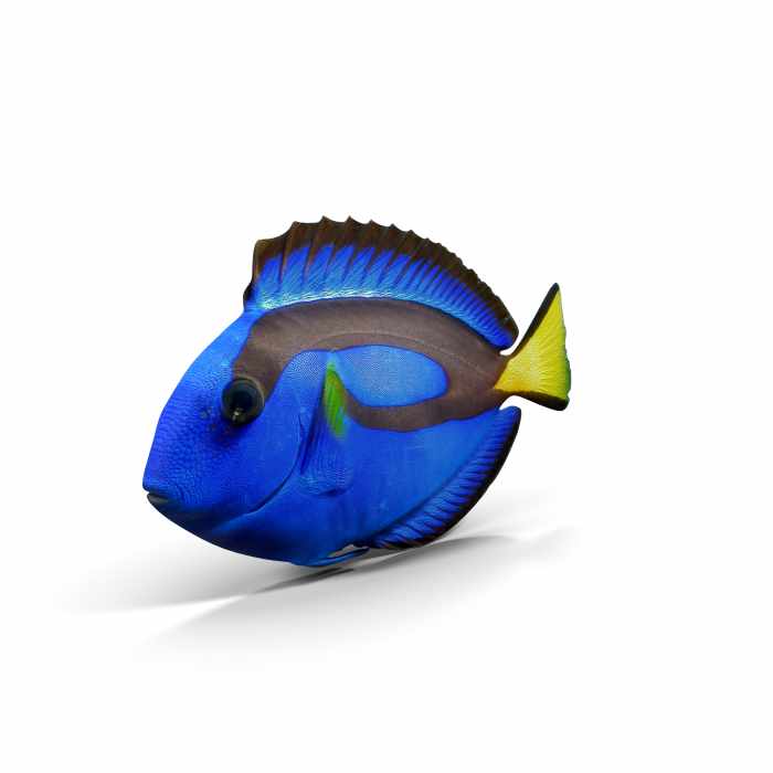Pacific Blue Tang