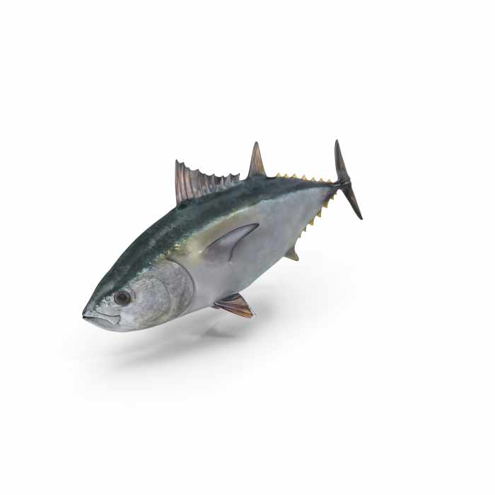 Tuna Fish