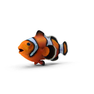 Clownfish