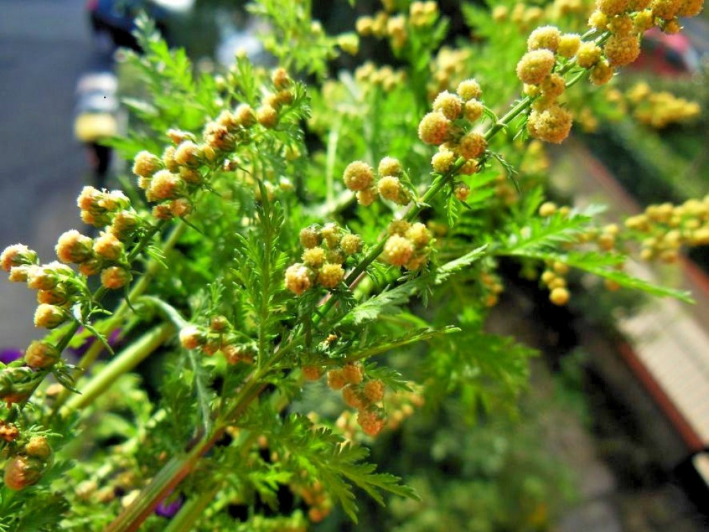 Artemisia annua, El ajenjo dulce y milagroso
