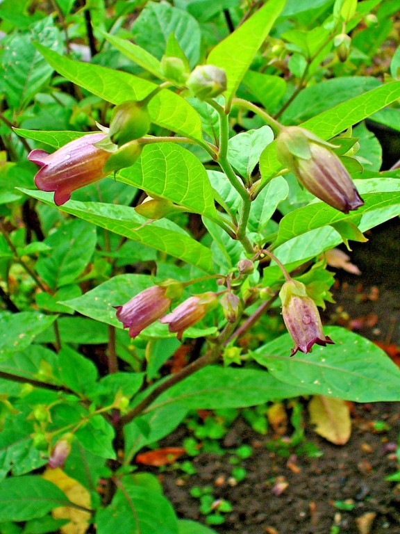 Atropa bella-donna, tan preciosa como mortal.