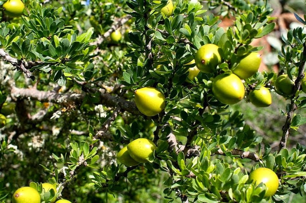 Argania spinosa, El oro Marroquí