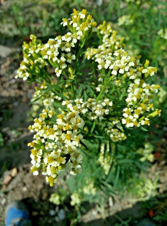 Tagetes minuta, el sabor de Sudamérica