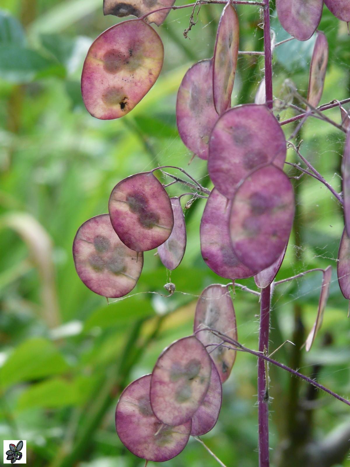 Lunaria annua - Lunaria - 100 semillas