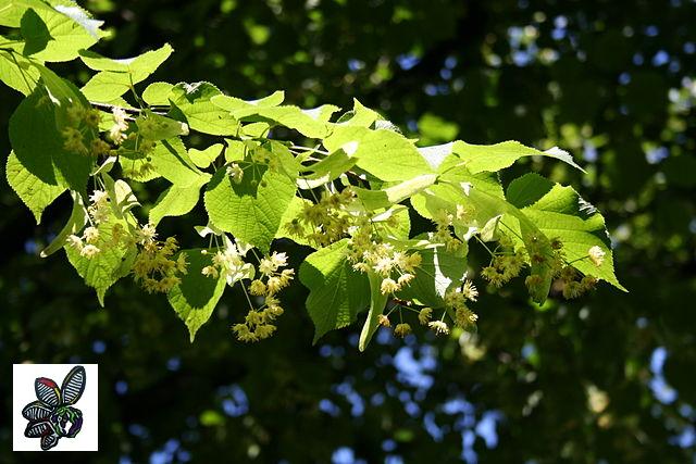 Planta de Tilia cordata - Tilo silvestre 