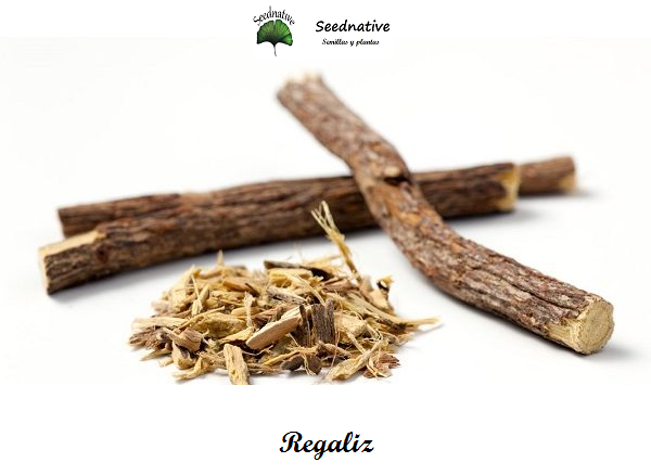 Planta Glycyrrhiza glabra - Regaliz 
