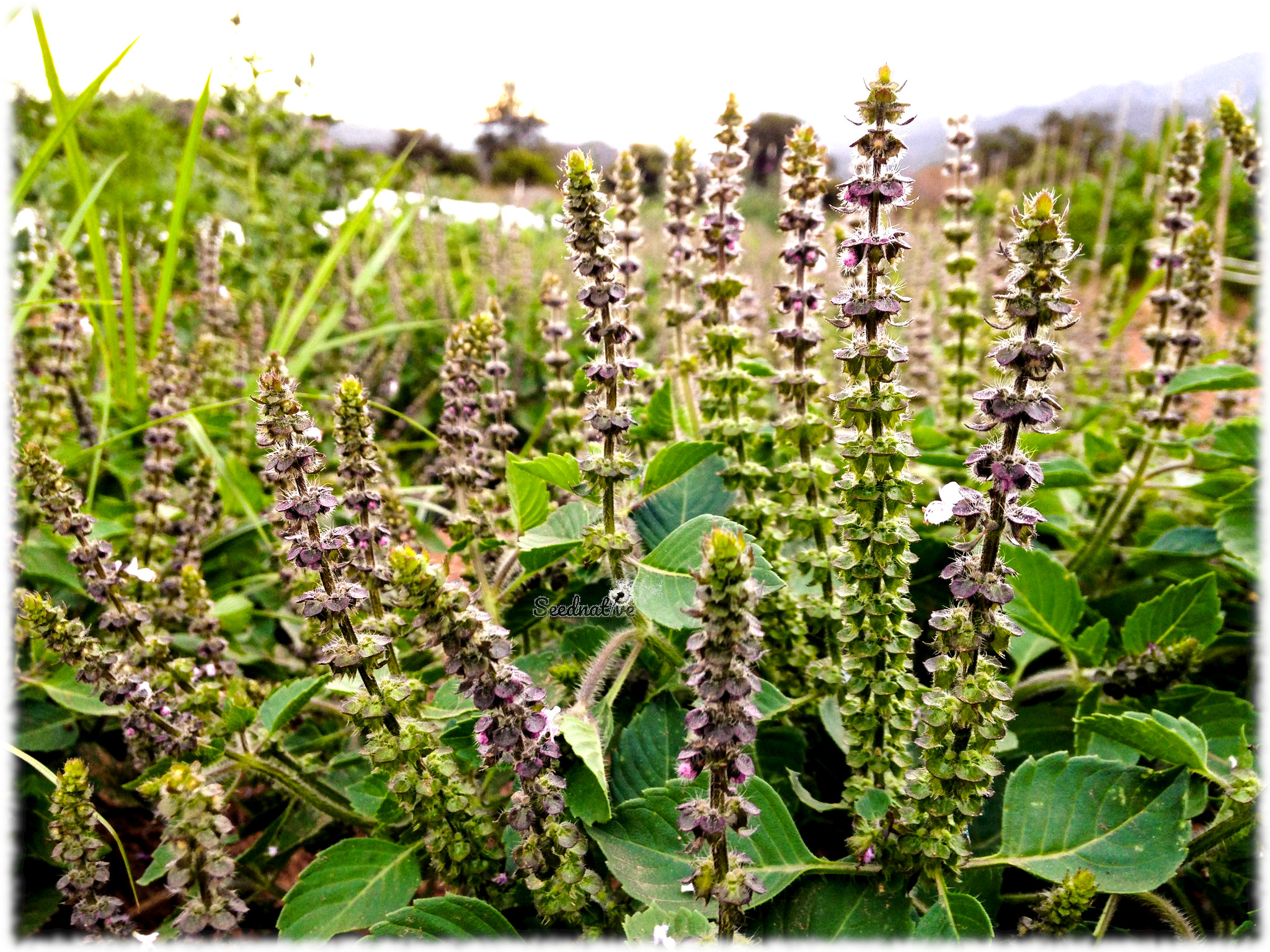 Ocimum kilimandscharicum - Albahaca Alcanfor - 300 semillas 