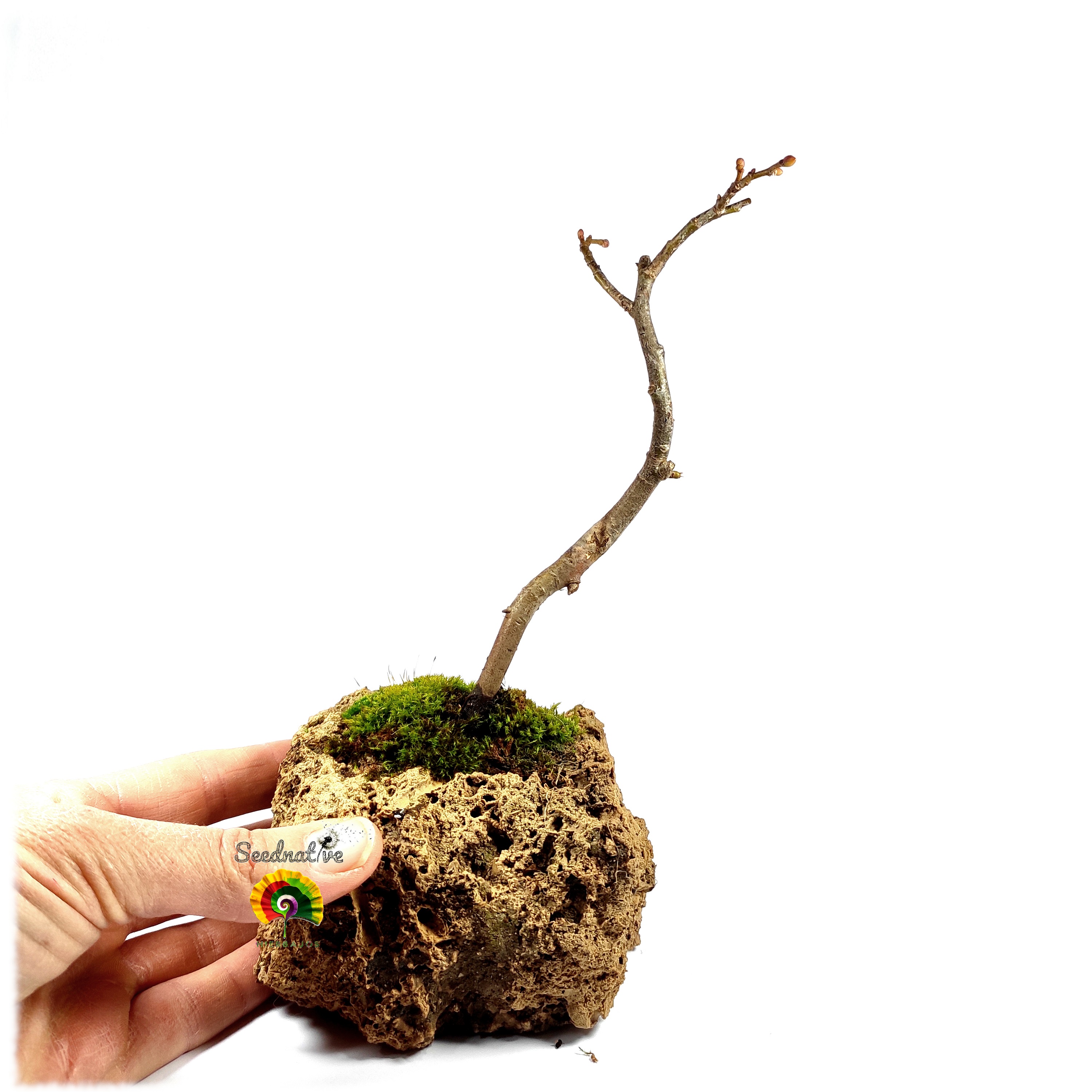 Tilia cordata - Tilo silvestre 