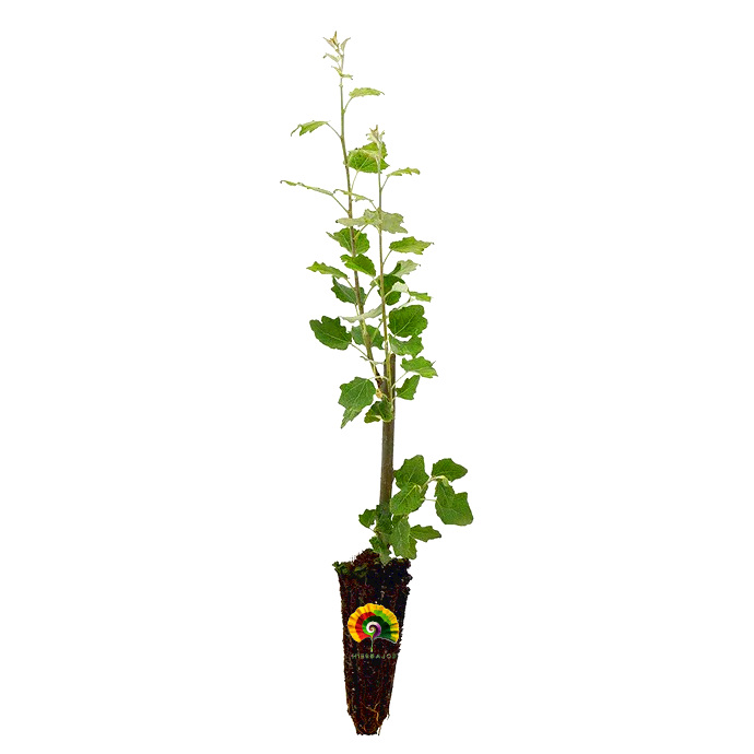 Planta Populus alba - Álamo blanco
