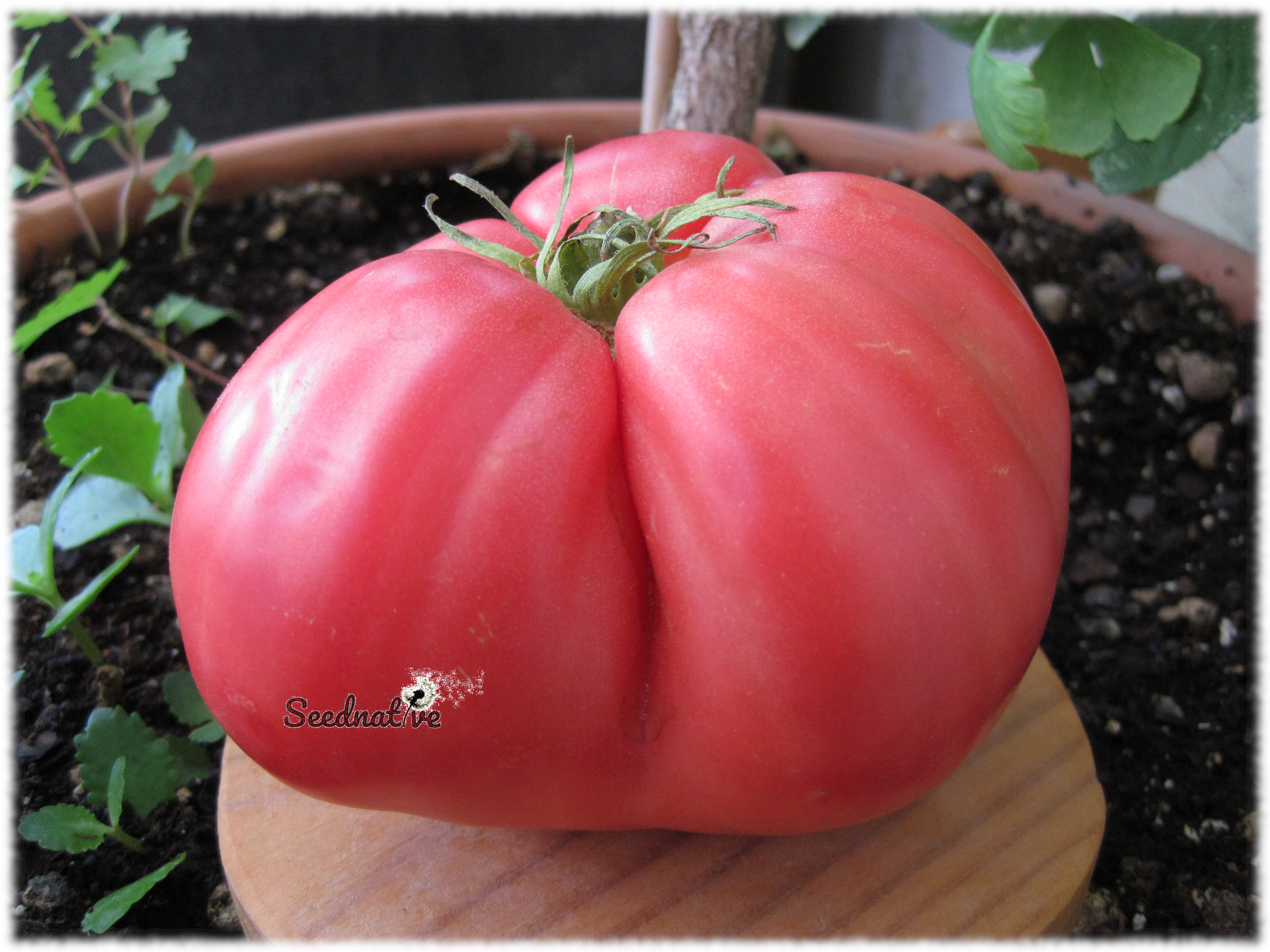 Tomate Huevo de Toro - 25 semillas
