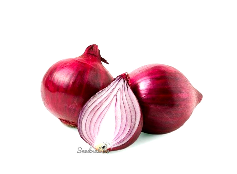 Cebolla Morada de Amposta - 1000 semillas