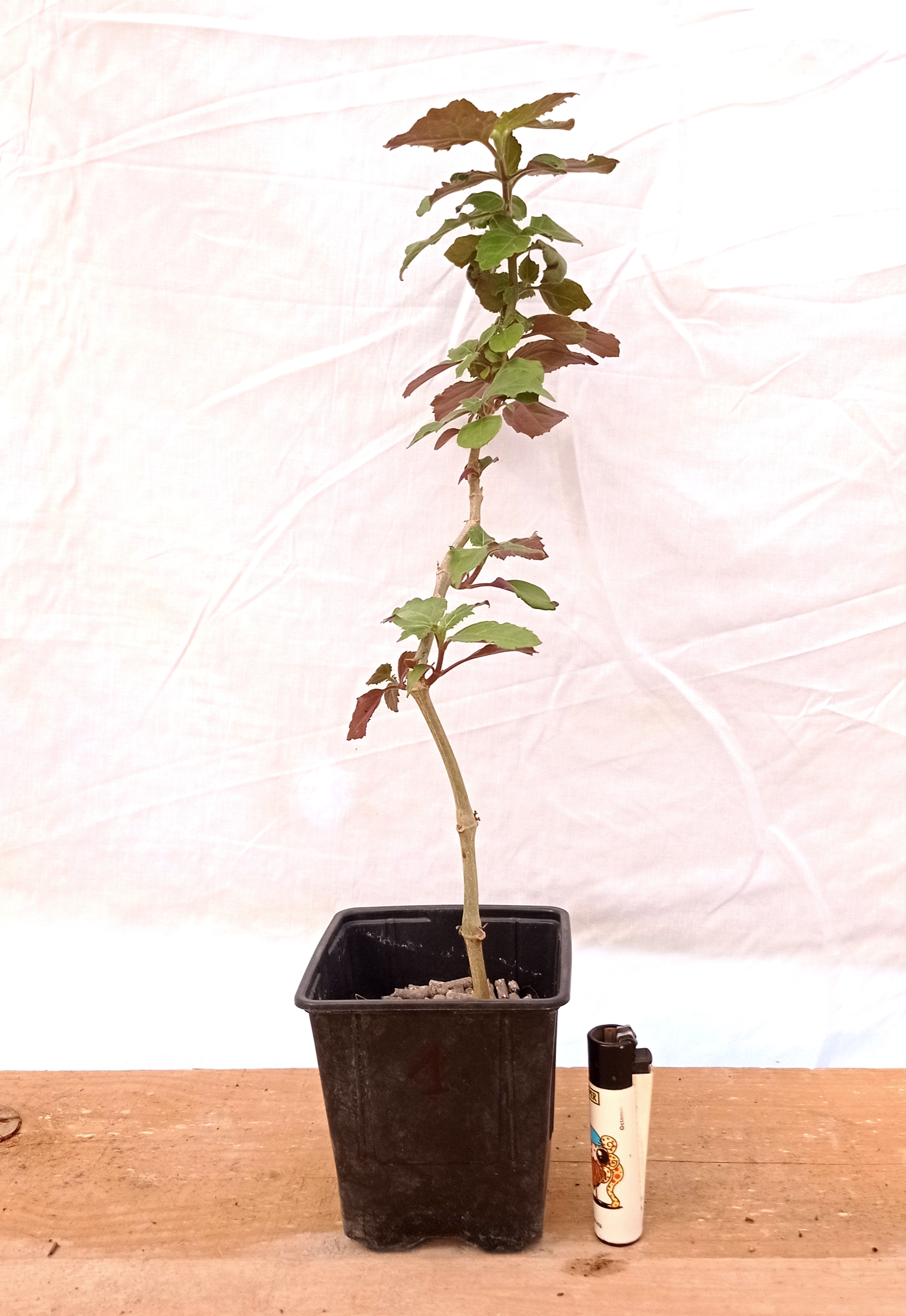Planta de Pachuli - Pogostemon cablin 