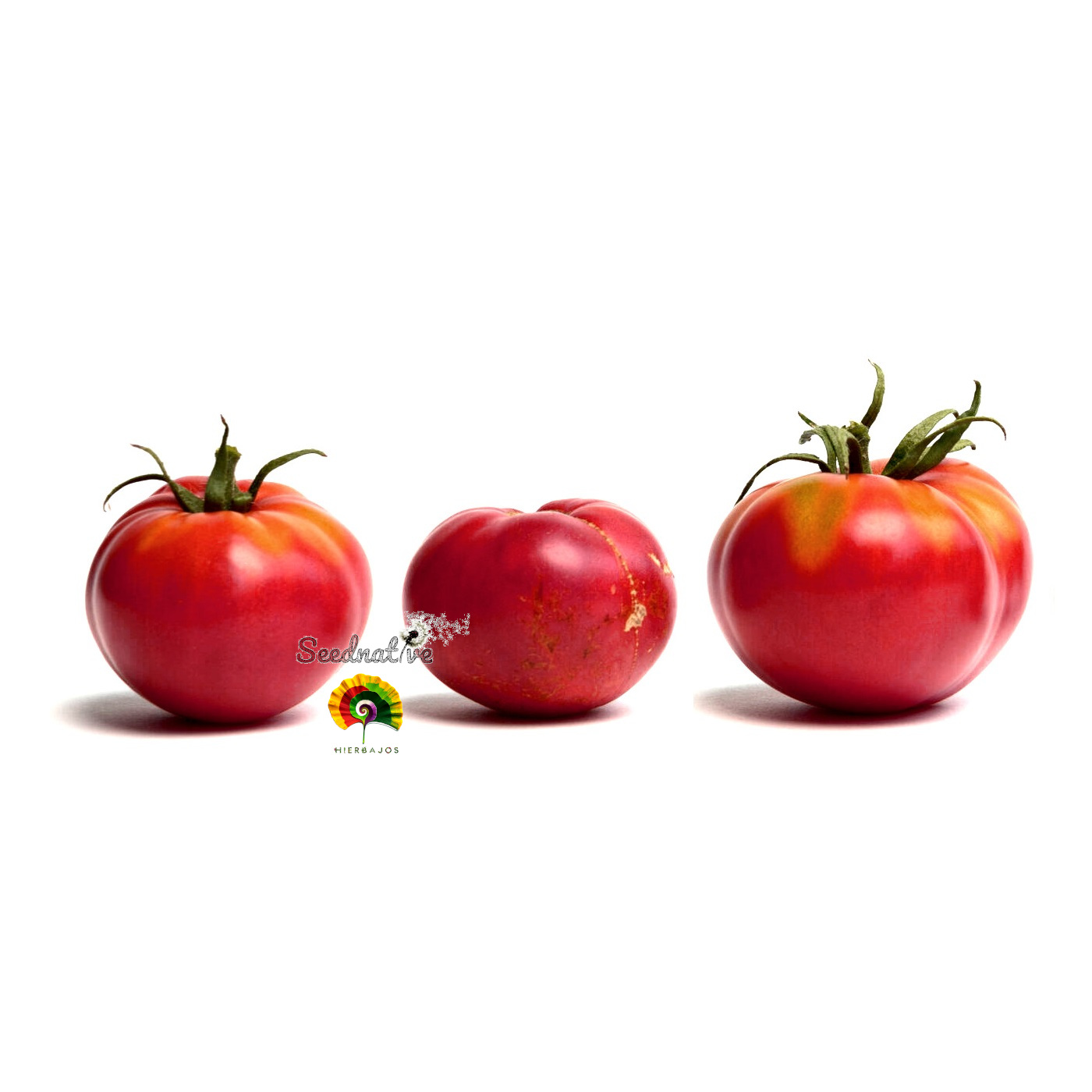 Tomate Gregory Altai - 30 semillas 