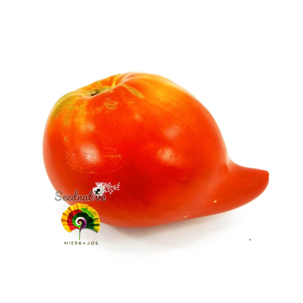 Tomate Tetón de Venus - 10 semillas 