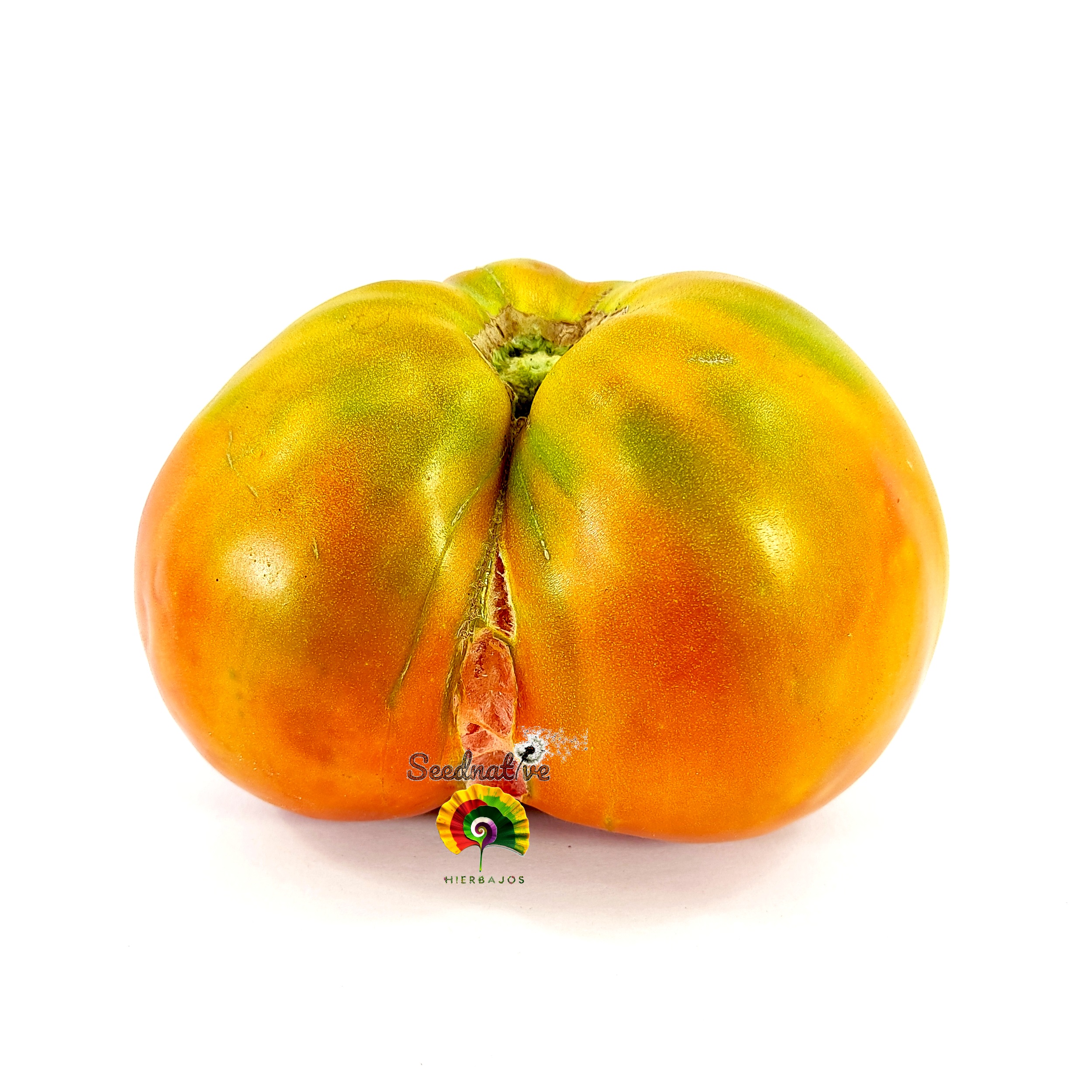Tomate Mazcuerras - 10 semillas 