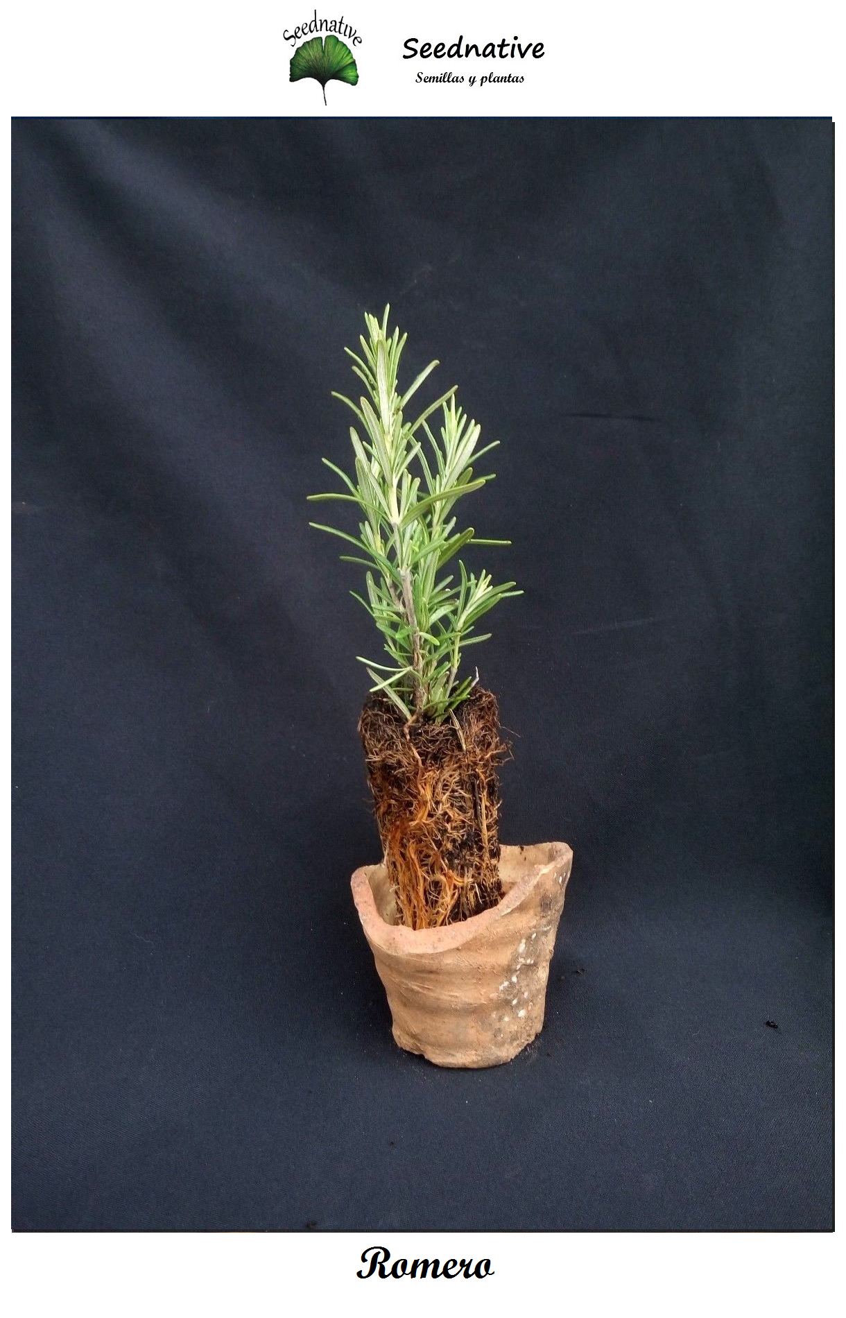 Planta de Rosmarinus officinalis - Romero - 2 Años