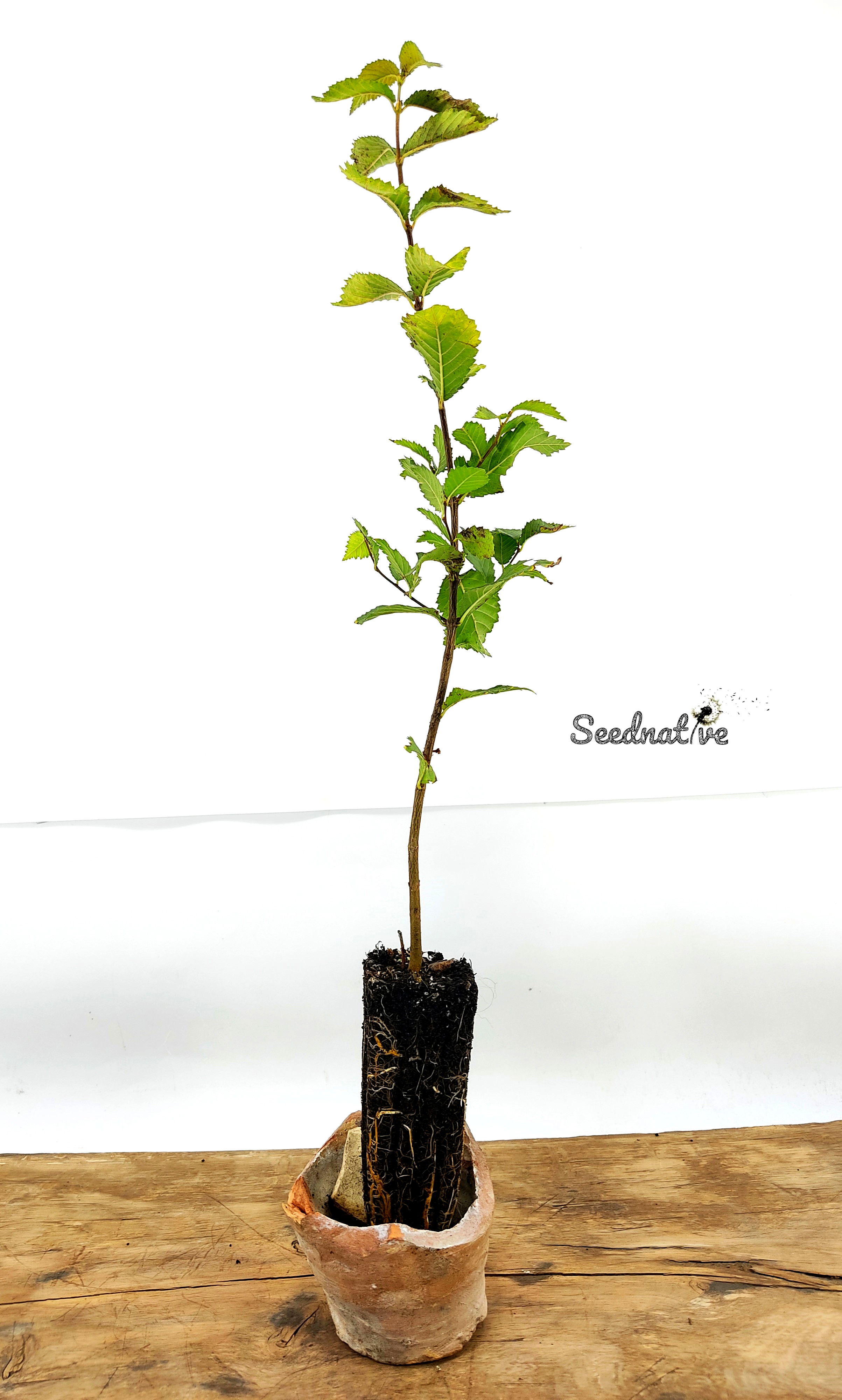 Planta de Ulmus pumila - Olmo de Siberia - 2 Años