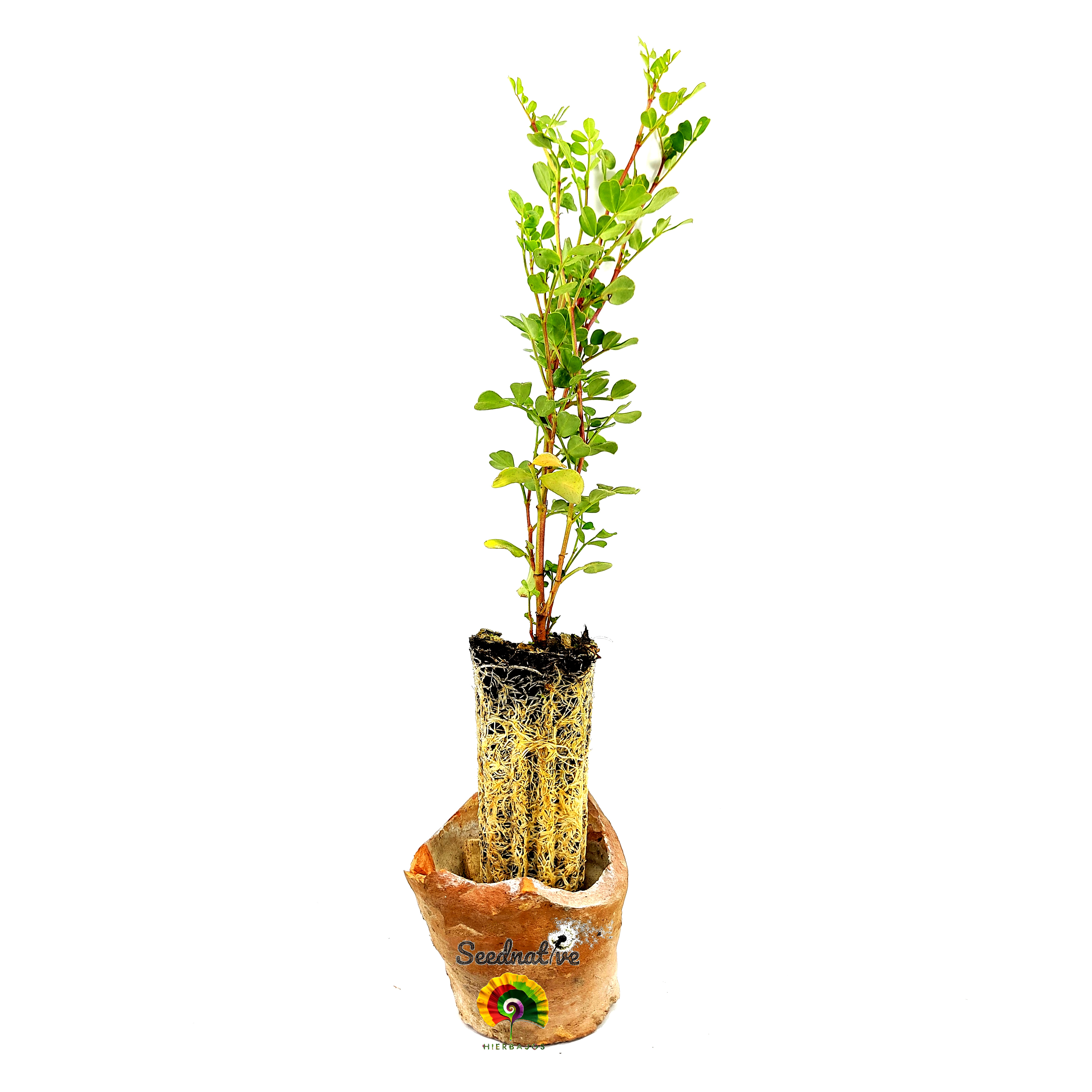 Planta de Coronilla valentina subsp. glauca - Coronilla