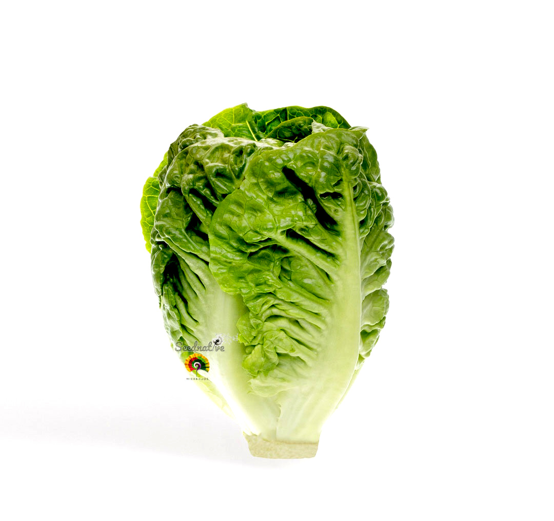 Lechuga Sucrine - 1000 semillas