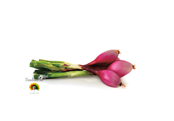 Cebolla Rosa larga de Florencia - 1000 semillas 