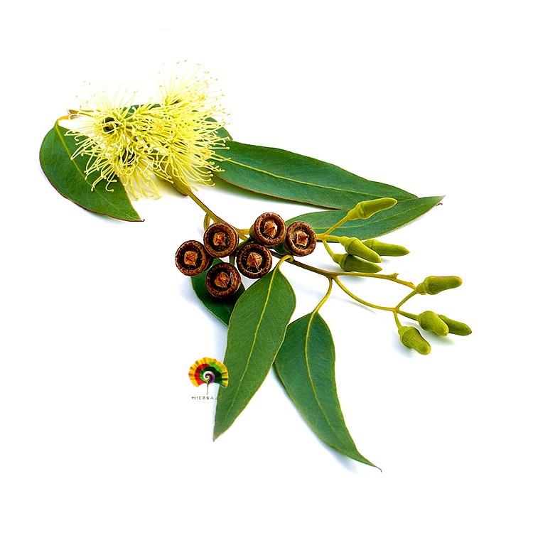 Eucalyptus camaldulensis - Eucalipto rojo - 500 semillas 
