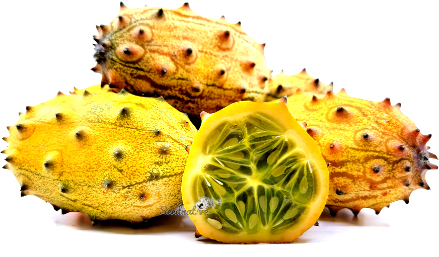 Cucumis metuliferus - Pepino Africano - 50 semillas 