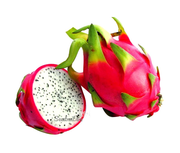 Hylocereus undatus - Pitahaya - 100 semillas