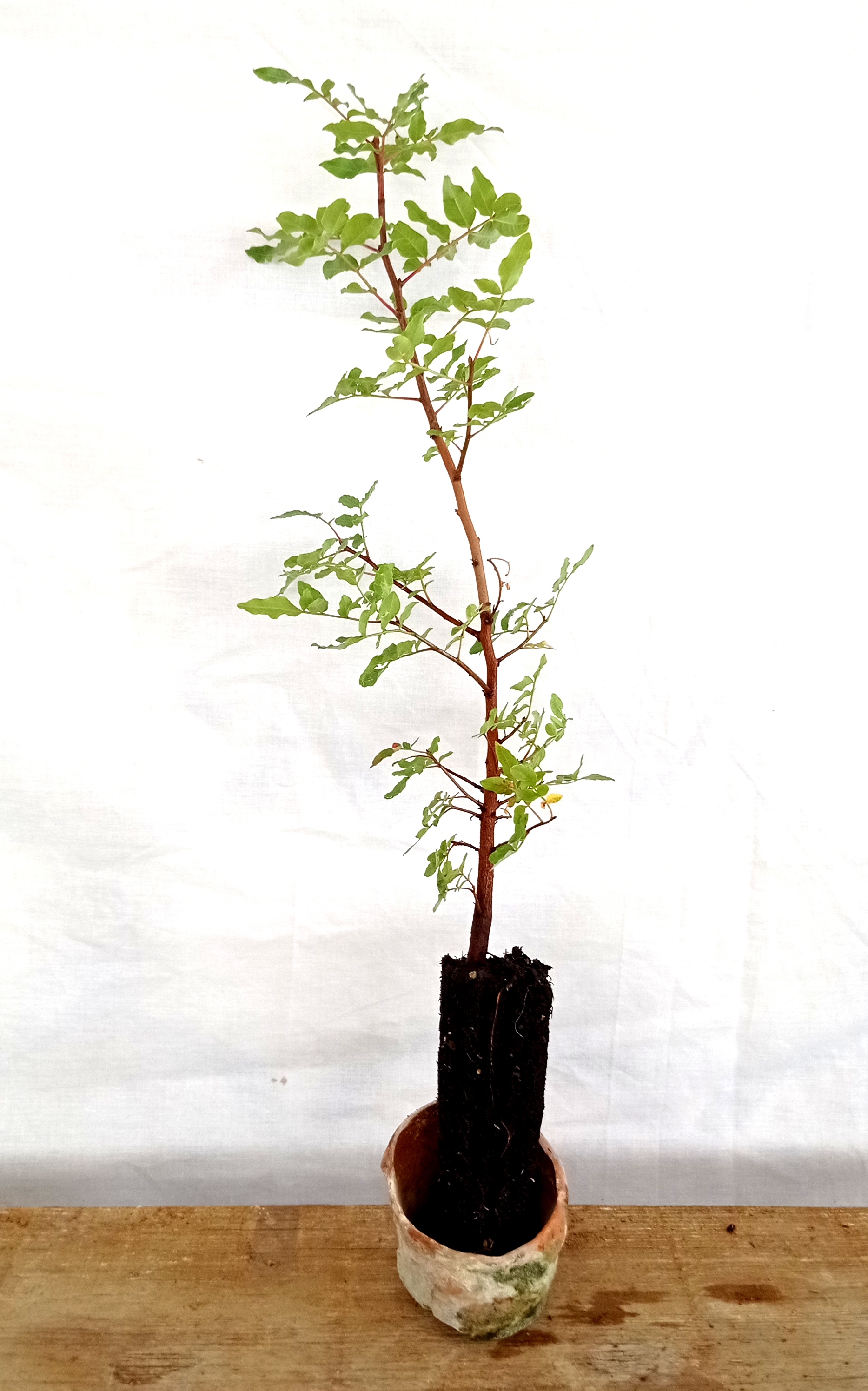 Planta de Pistacia atlantica - Almácigo - 2 Años