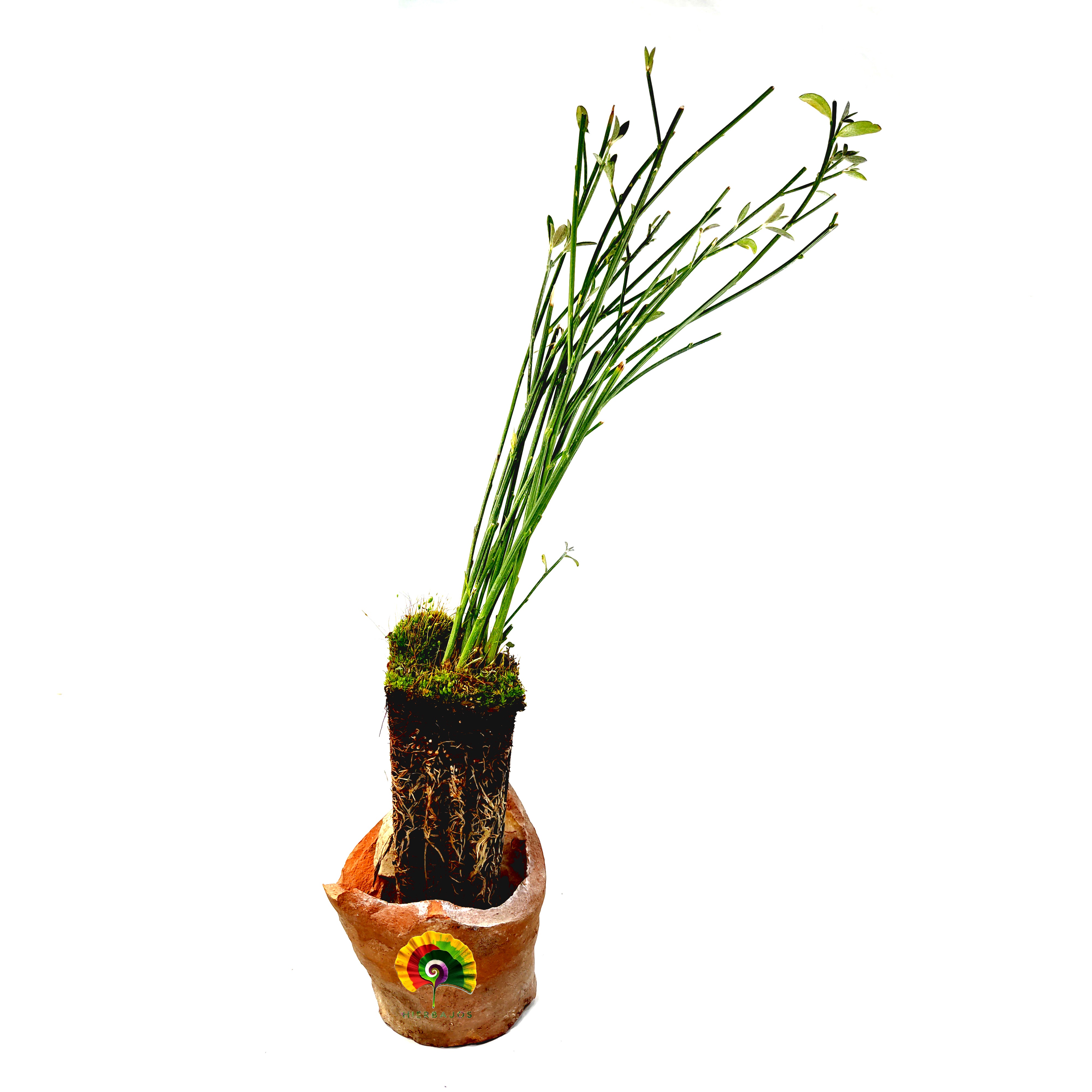Planta Spartium junceum - Retama de olor