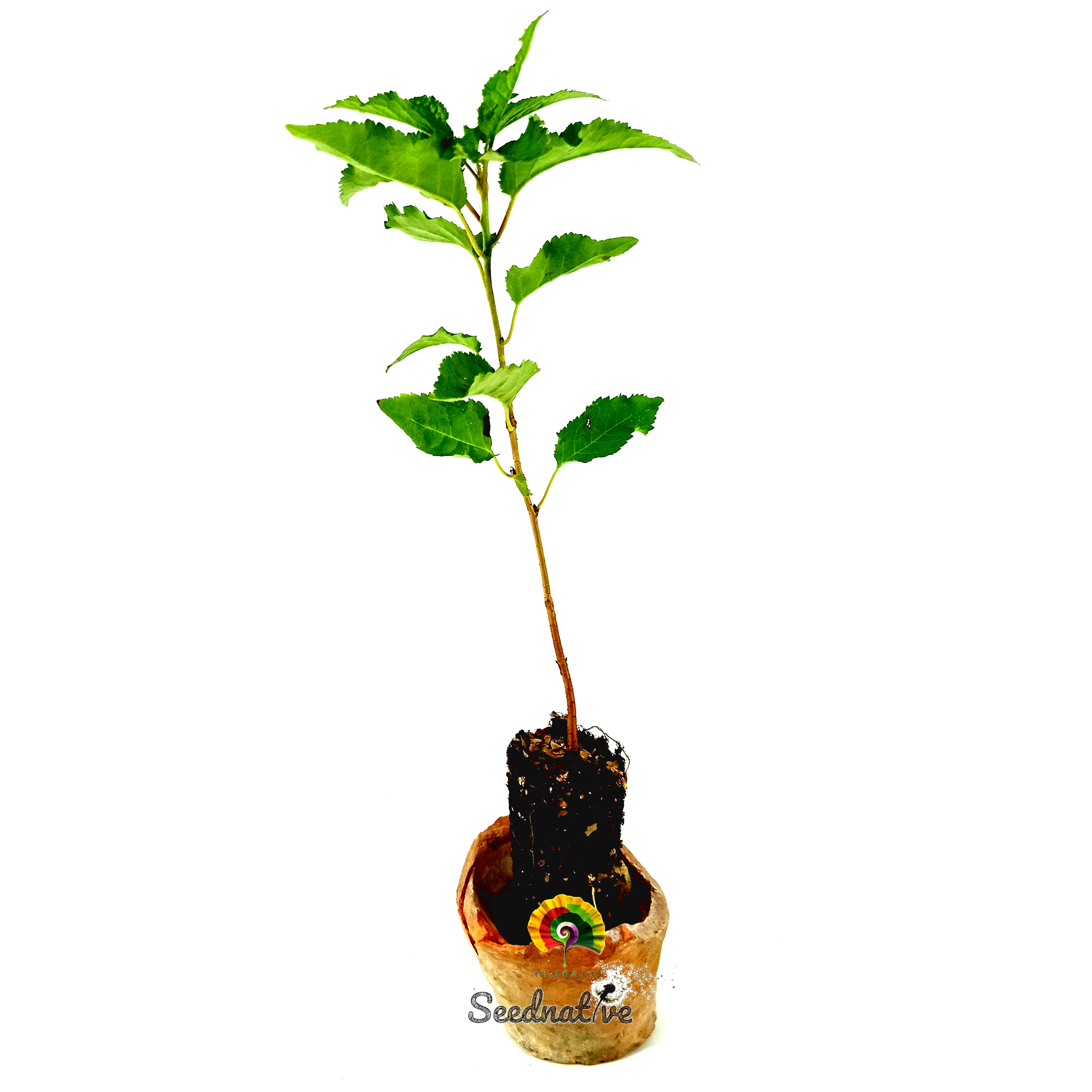 Planta Prunus avium - Cerezo silvestre