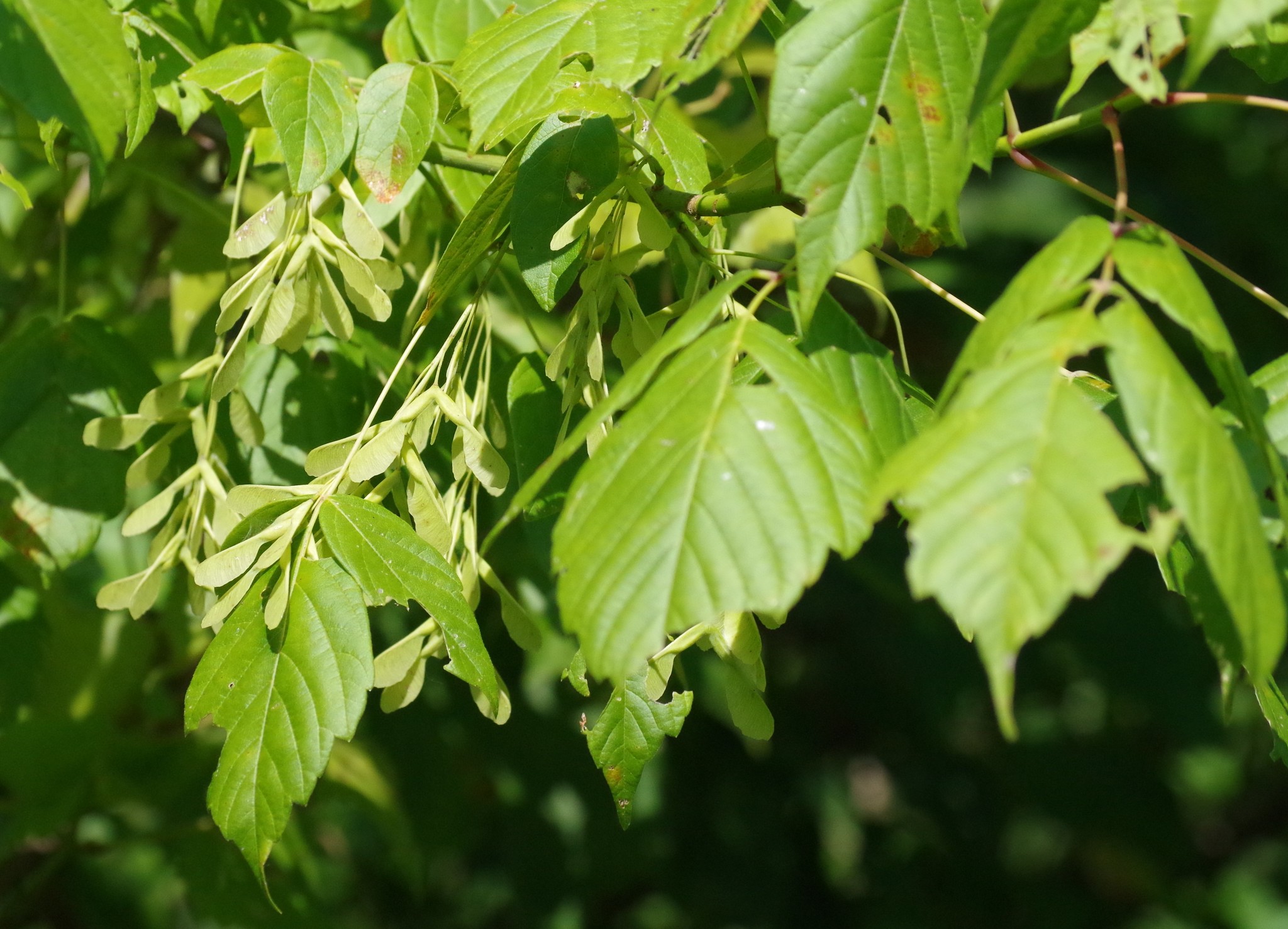 Planta de Arce Negundo - Acer negundo - 2 Años