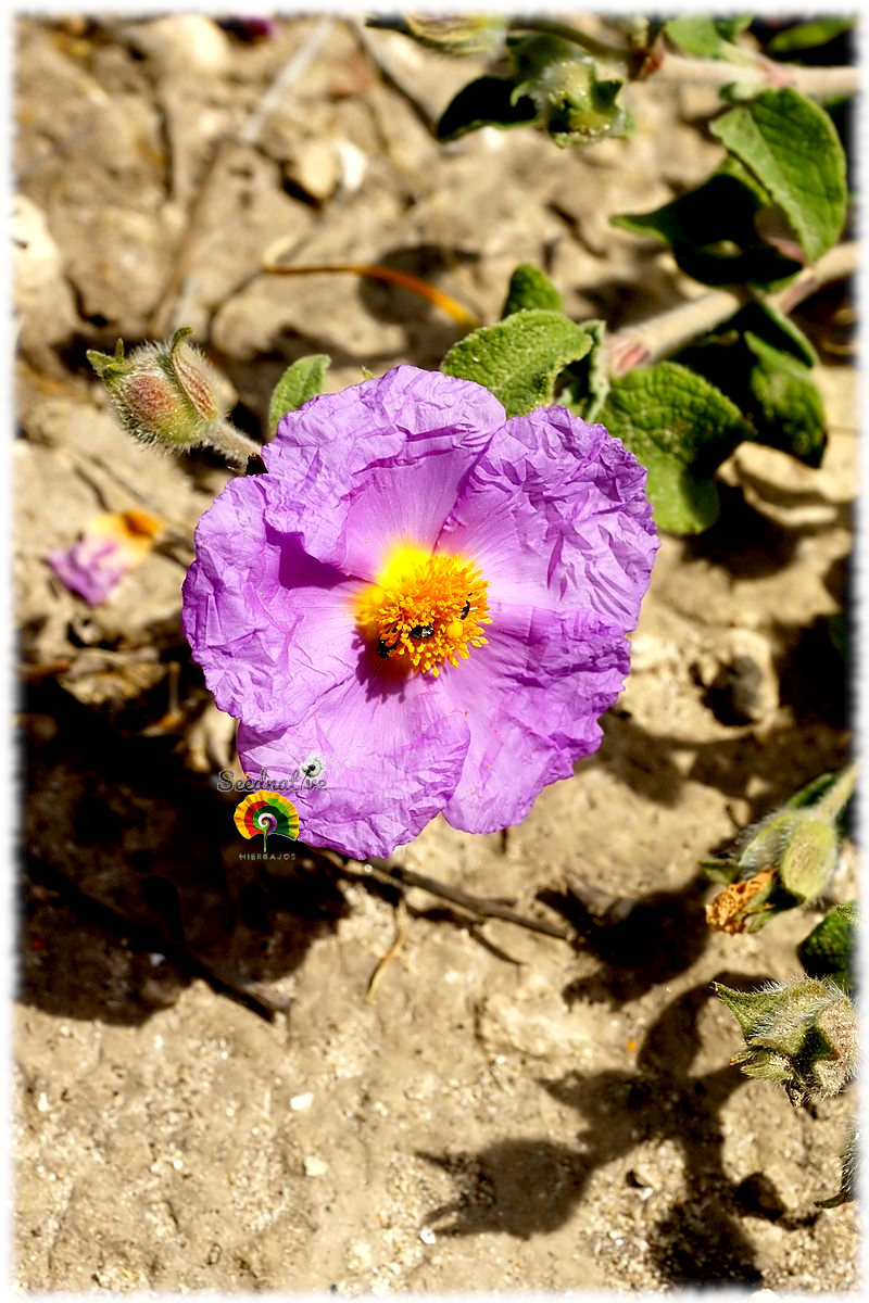 Cistus albidus - Jara blanca - 300 semillas 