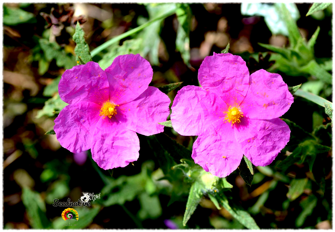 Cistus crispus - Jara rizada - 300 semillas 