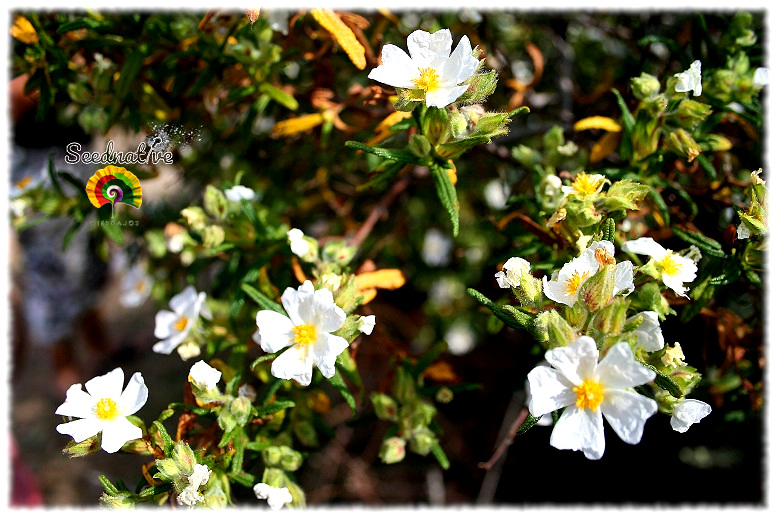 Cistus monspeliensis - Jaguarzo negro - 300 semillas 