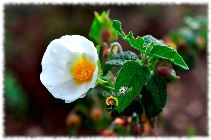Cistus salviifolius - Jara morisca - 300 semillas 