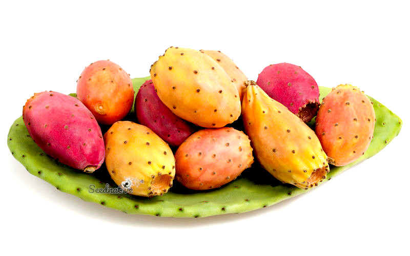 Opuntia ficus indica - Chumbera - 50 Semillas