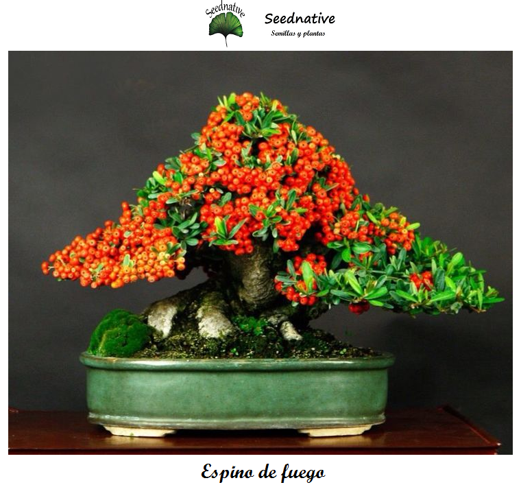 Piracanta - Pyracantha coccinea - 300 semillas