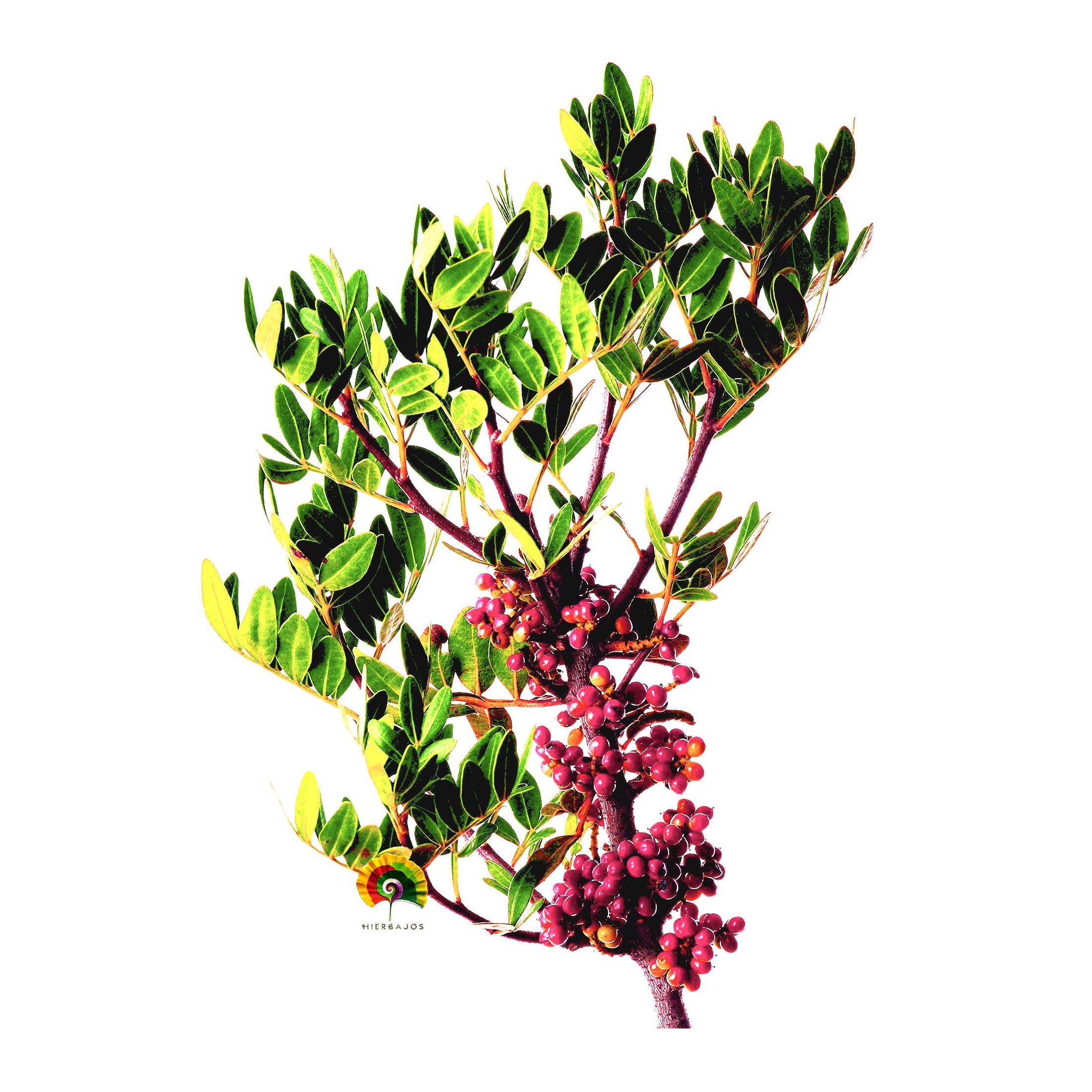 Pistacia lentiscus - Lentisco - 50 semillas 
