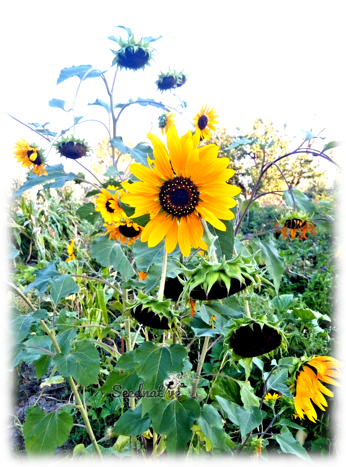 Helianthus annuus - Girasol Henry Wilde - 100 semillas