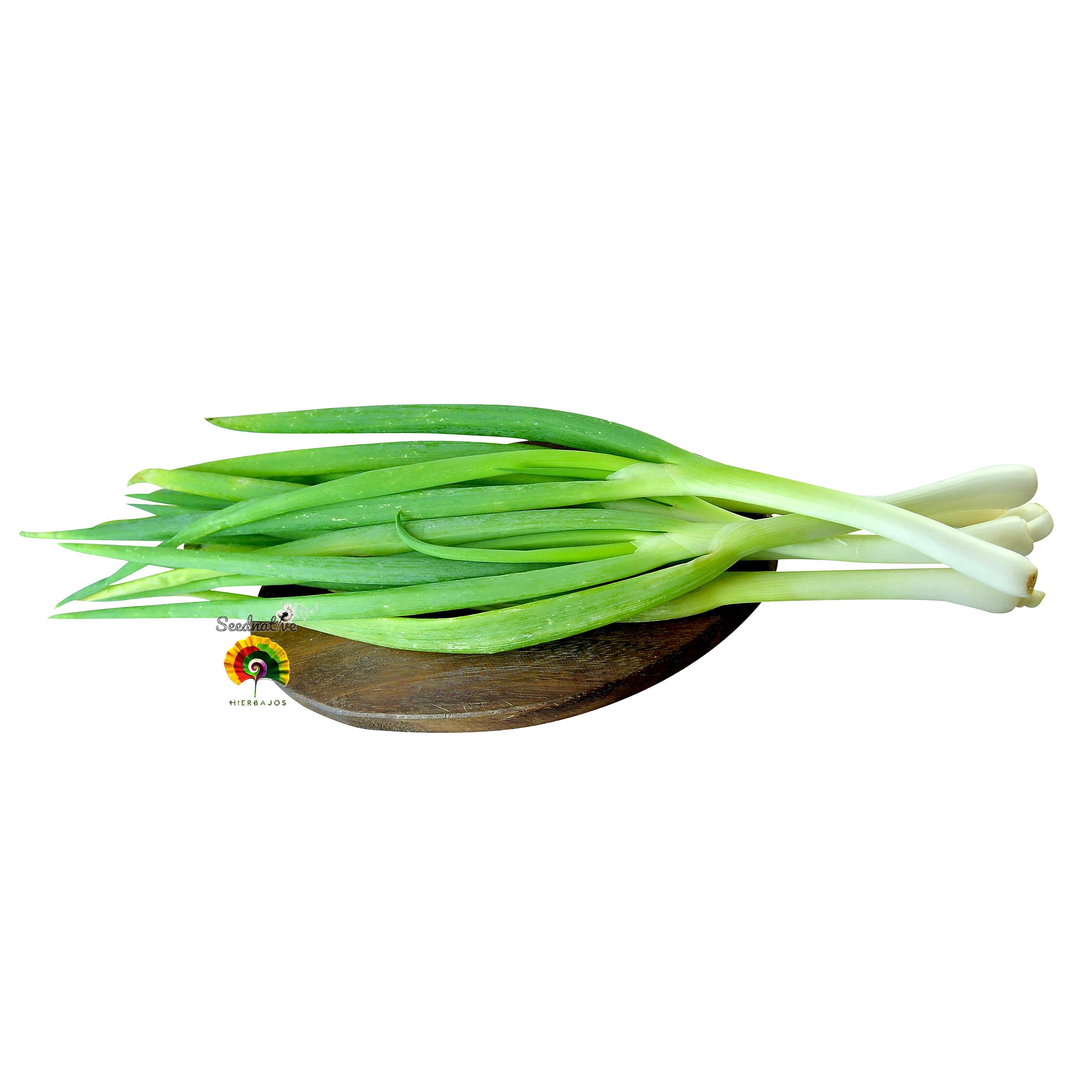 Allium schoenoprasum - Cebollino de hoja ancha - 1000 semillas 