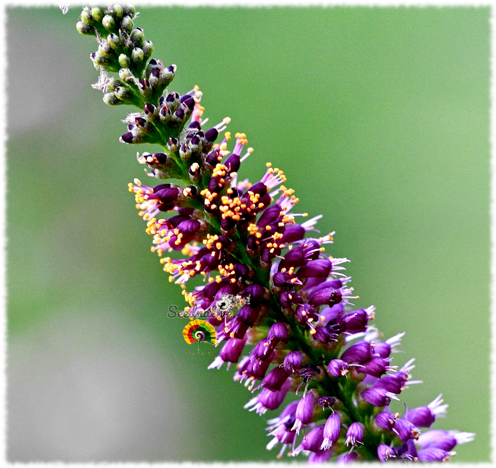 Amorpha fruticosa - Falso índigo - 500 semillas 