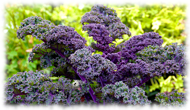 Brassica oleracea var. sabellica - Kale purpura Scarlet - 500 semillas