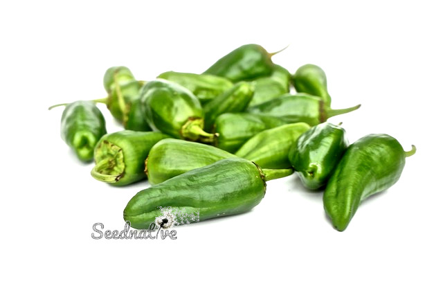 Pimiento de Gernika - 100 semillas